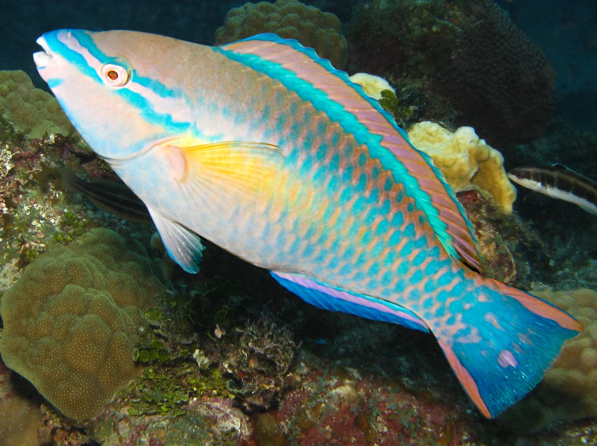 Princess Parrotfish